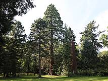 Schlosspark zu Putbus: Mammutbäume