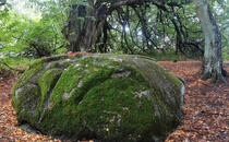 Opferstein von Quoltitz / Rügen