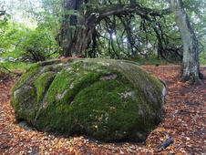 Opferstein von Quoltitz / Rügen