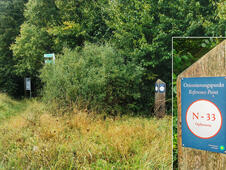 Opferstein von Quoltitz / Rügen - Orientierungspunkt 33 - Opferstein