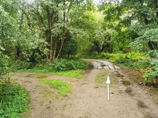 Opferstein von Quoltitz / Rügen - Waldweg