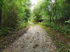 Opferstein von Quoltitz / Rügen - Waldweg