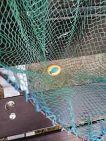 gemeldetes Steinchen