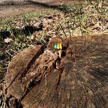 gemeldetes Steinchen