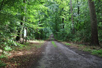 Waldweg zu den Großsteingräbern Mankmoos