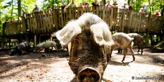 Ivenacker Tiergarten - Turopoljeschwein