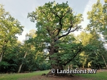 Nationales Naturmonument Ivenacker Eichen