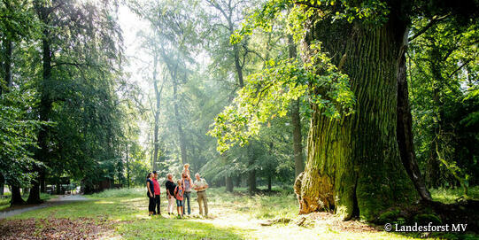 mächtige Ivenacker Eiche