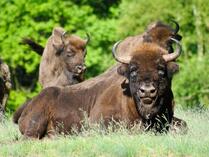 Wisentreservat Damerower Werder
