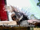 Ausflugstipp: Tiergarten Neustrelitz
