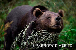 BÄRENWALD MÜRITZ in Stuer
