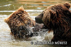 BÄRENWALD MÜRITZ in Stuer