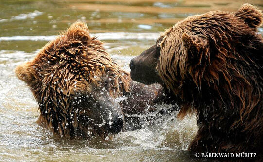 BÄRENWALD MÜRITZ in Stuer