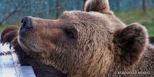 BÄRENWALD MÜRITZ in Stuer - Braunbär Ben
