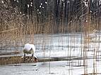 Rundwanderweg Großer Pätschsee - Schwan