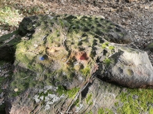 Zislower Schälchenstein