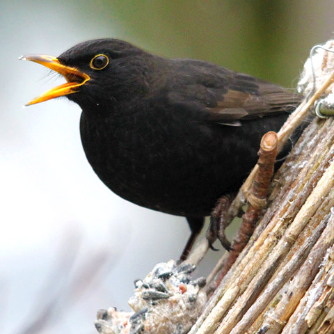 Amsel, männlich ♂