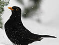 Amsel, männlich ♂
