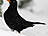 Amsel, männlich ♂