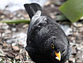 Amsel, männlich ♂