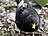 Amsel, männlich ♂