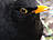 Amsel, männlich ♂