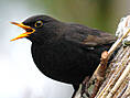 Amsel, männlich ♂