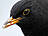 Amsel, männlich ♂