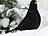 Amsel, männlich ♂