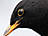 Amsel, männlich ♂