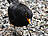 Amsel, männlich ♂