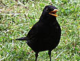 Amsel, männlich ♂