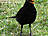 Amsel, männlich ♂