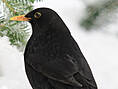 Amsel, männlich ♂