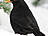 Amsel, männlich ♂