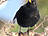 Amsel, männlich ♂