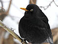Amsel, männlich ♂