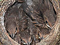 Amselnest, Nest mit jungen Amseln