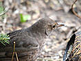 Amsel, weiblich ♀