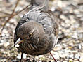 Amsel, weiblich ♀