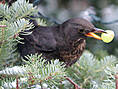 Amsel, weiblich ♀