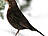 Amsel, weiblich ♀