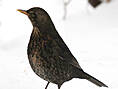 Amsel, weiblich ♀