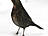 Amsel, weiblich ♀