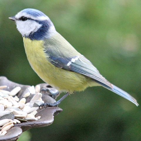 Blaumeise