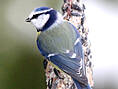 Blaumeise