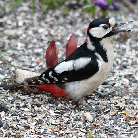 Buntspecht