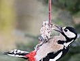 Buntspecht