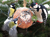 Vogelfutter-Rezept 