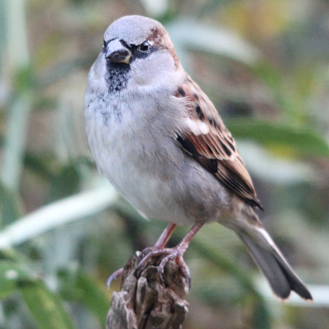 Haussperling, Hausspatz
